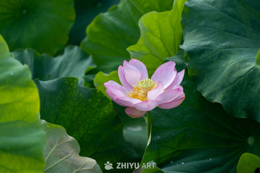 荷花 37