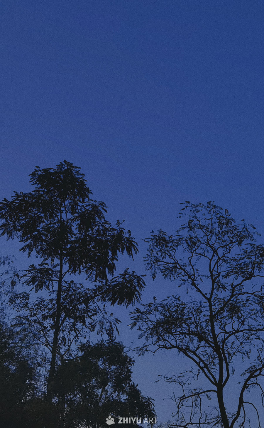夜幕下的树影