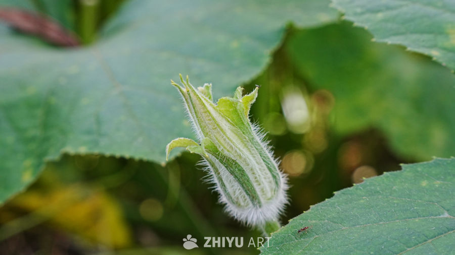 南瓜花蕾的细腻之美