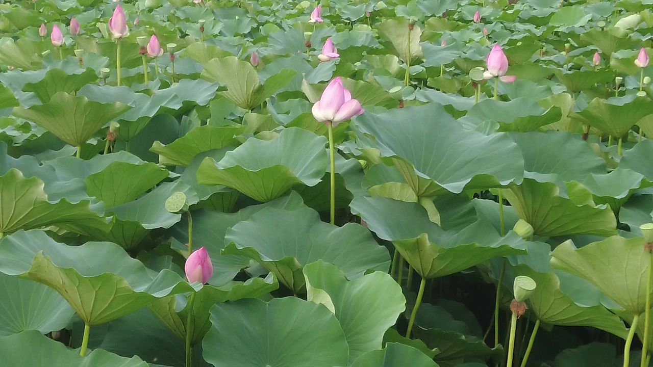 夏日风景蓝天白云荷花荷叶实拍 