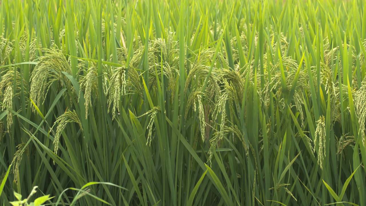 水稻田野粮食庄稼五常大米 27