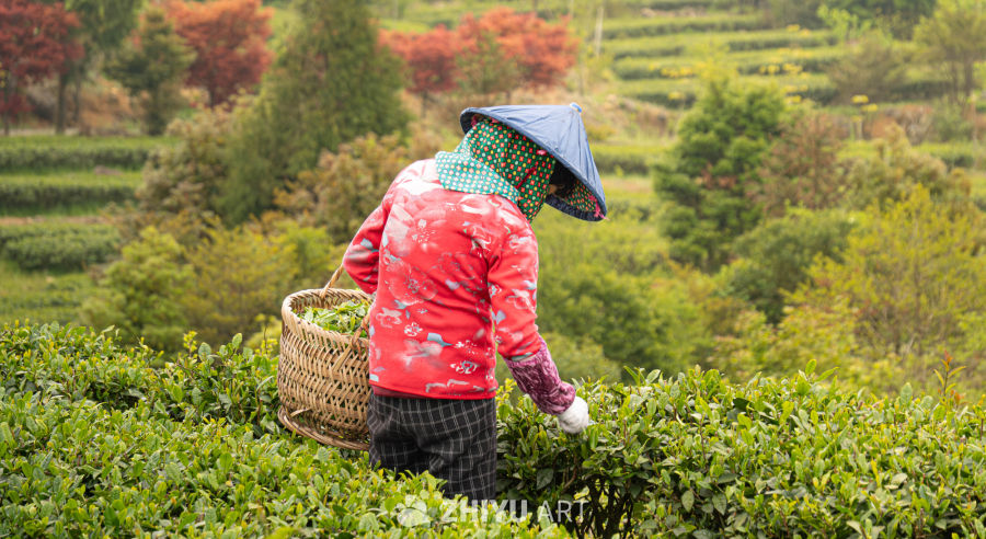 茶园里的忙碌身影