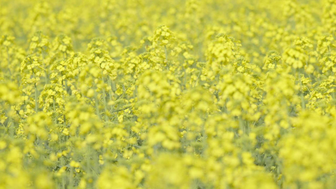 春天农村油菜花海蜜蜂采蜜 47