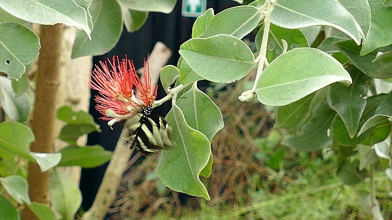 蝴蝶昆虫自然春花园