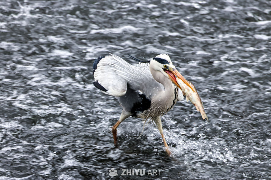 苍鹭捕鱼瞬间