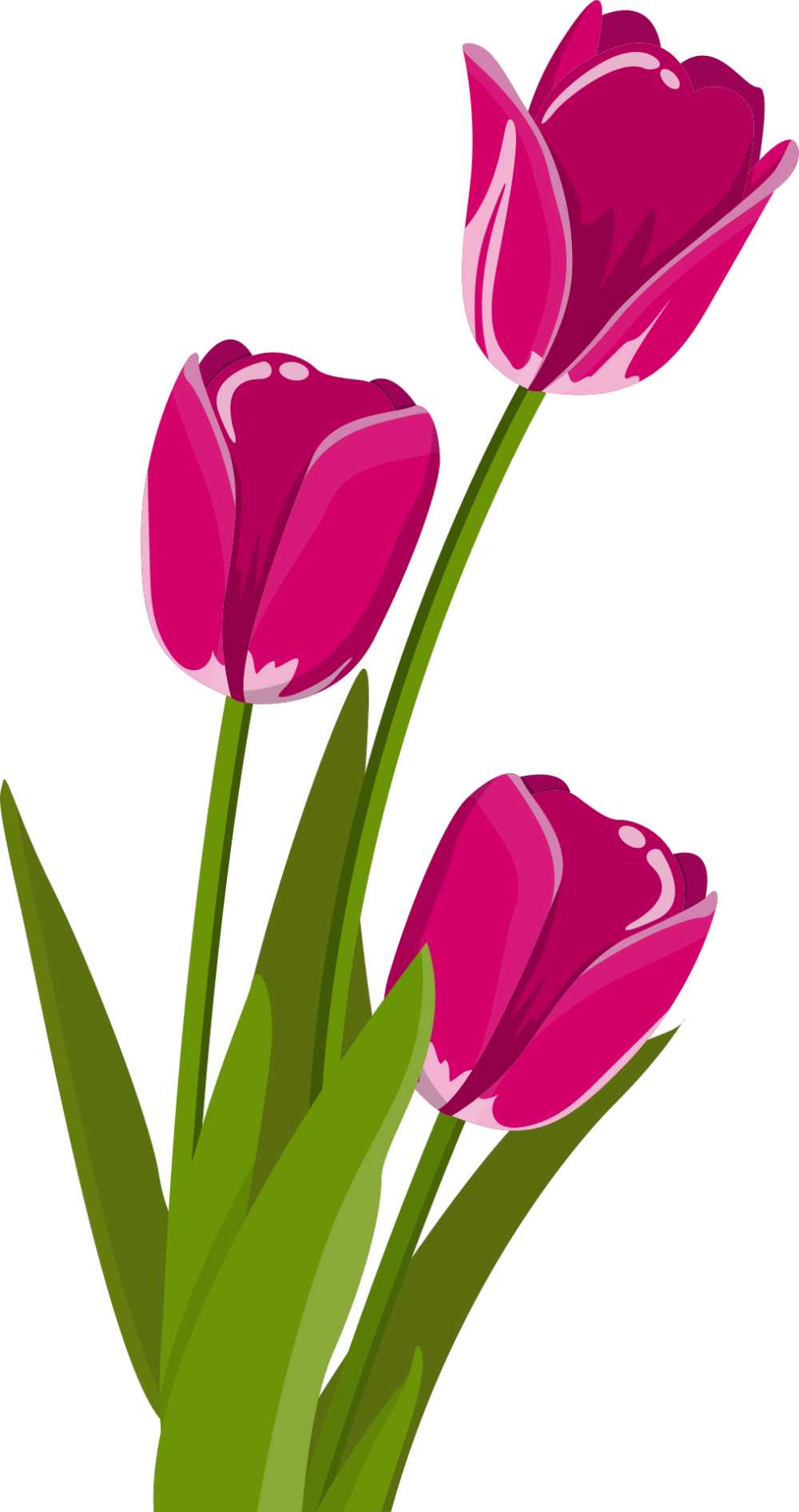 花郁金香春天粉红色性质切花春天的花朵绽放盛开厂