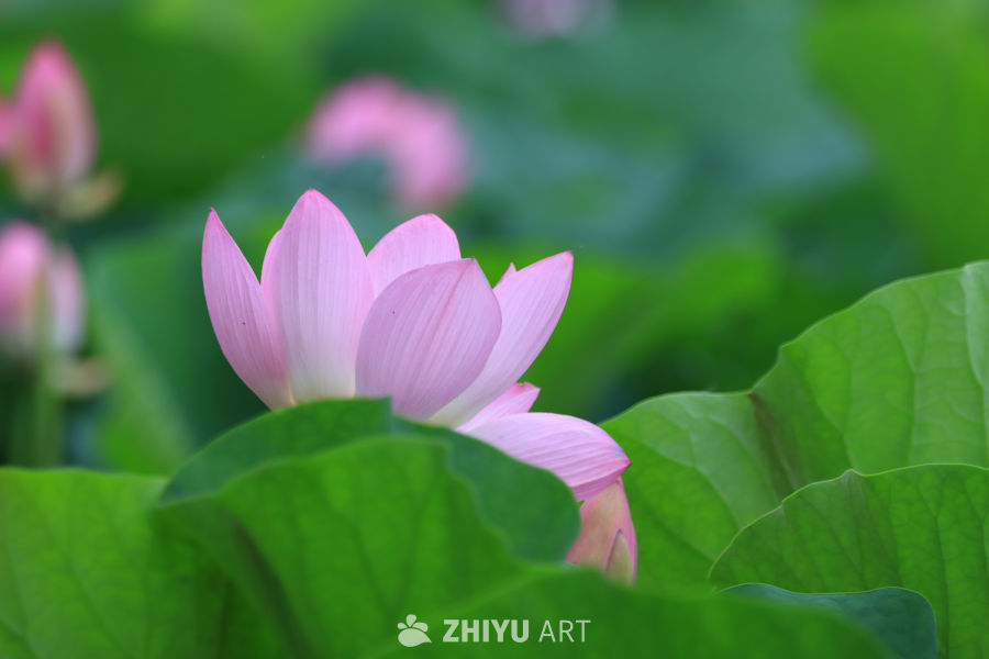 荷花 130