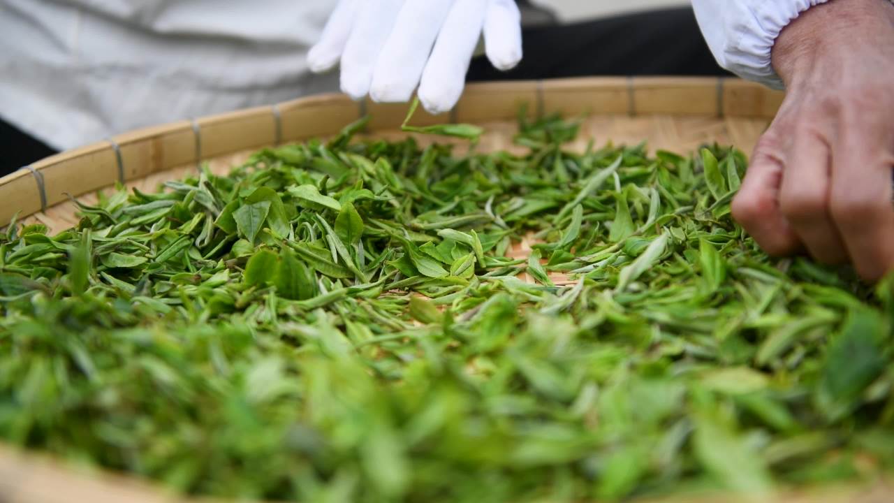 4k手工制茶 炒茶  茶叶产业