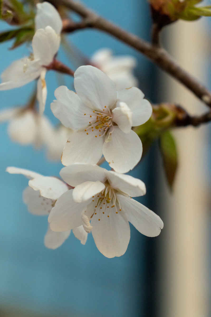 花影缤纷