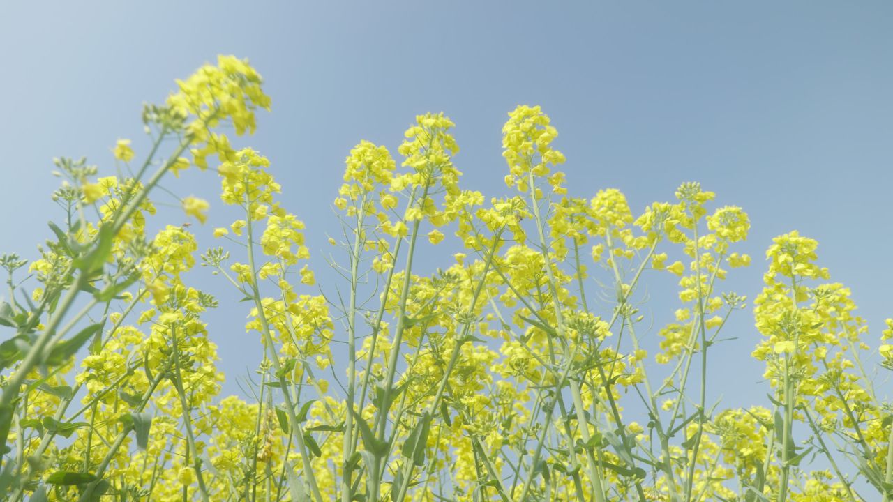 春天农村油菜花海蜜蜂采蜜 33