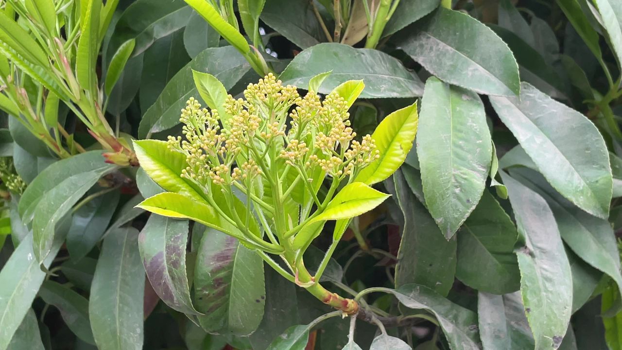 植物空镜头实拍