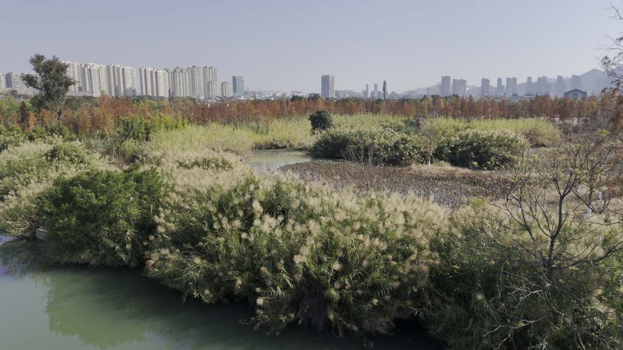 湿地红杉 1