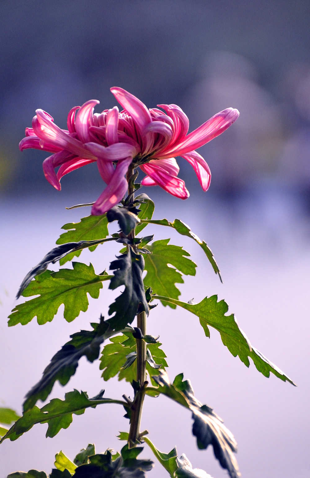 秋菊