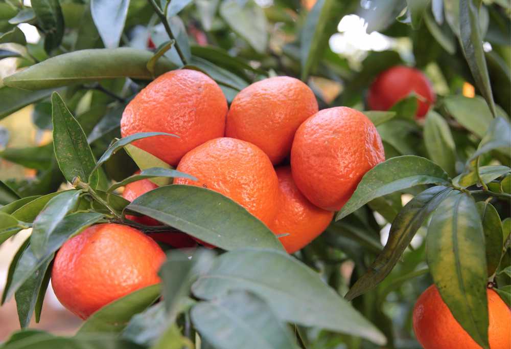 橘柑橘水果多