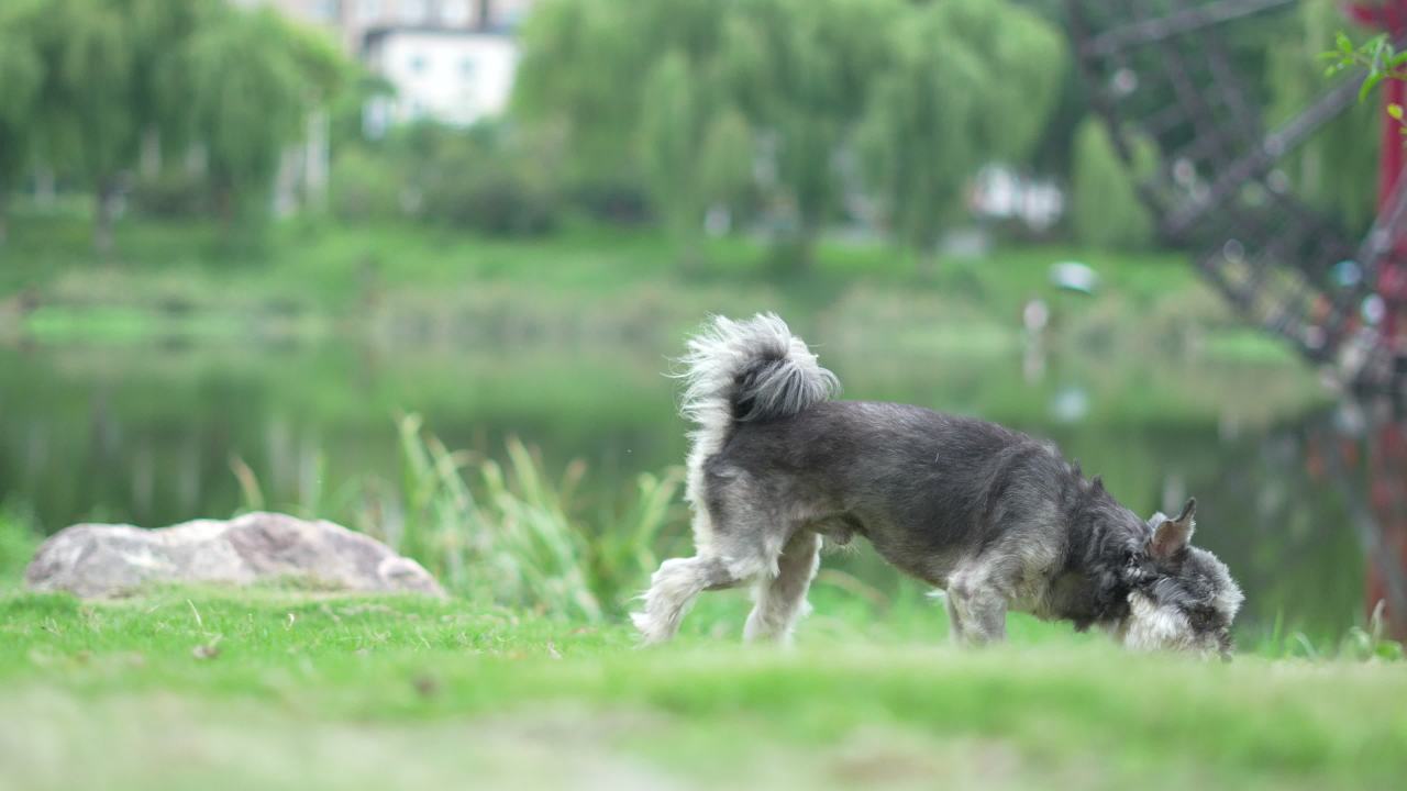 【实拍样片】索尼A6700-4K相机实拍原片视频 6