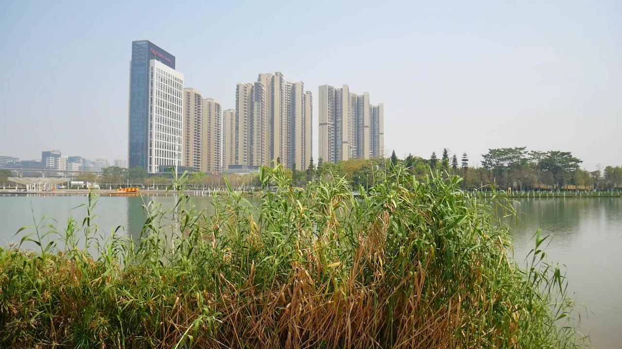 湖岸风吹芦竹摆