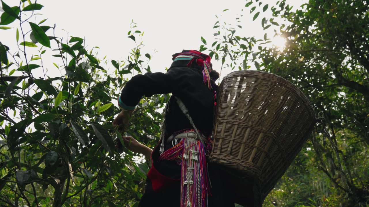 茶山上的采茶人