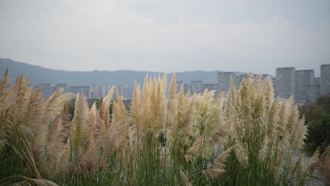 昆明草海湿地