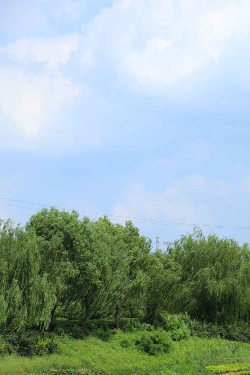 蓝天白云绿树草地