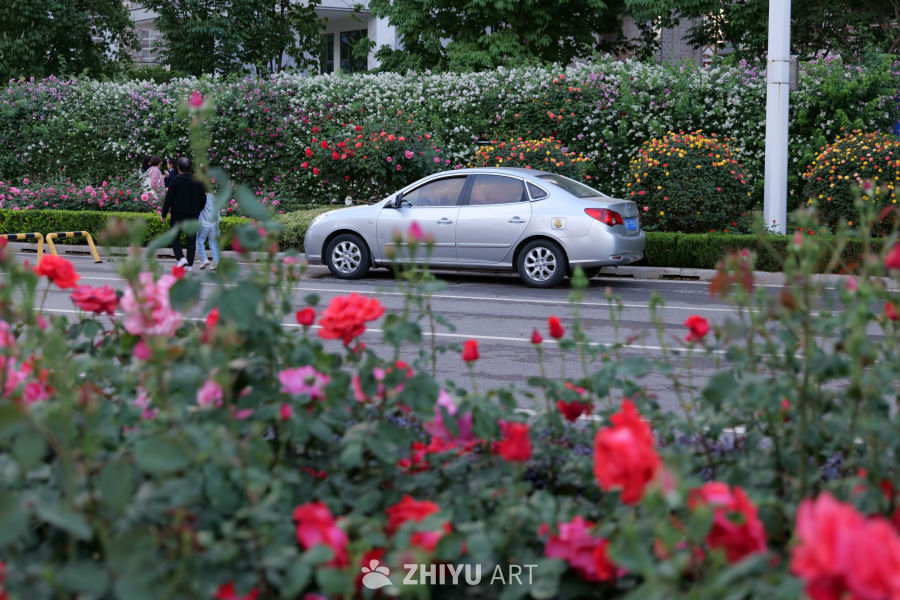 月季花 16