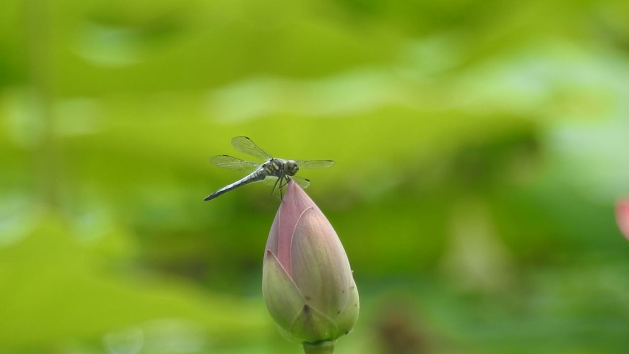 蜻蜓 1