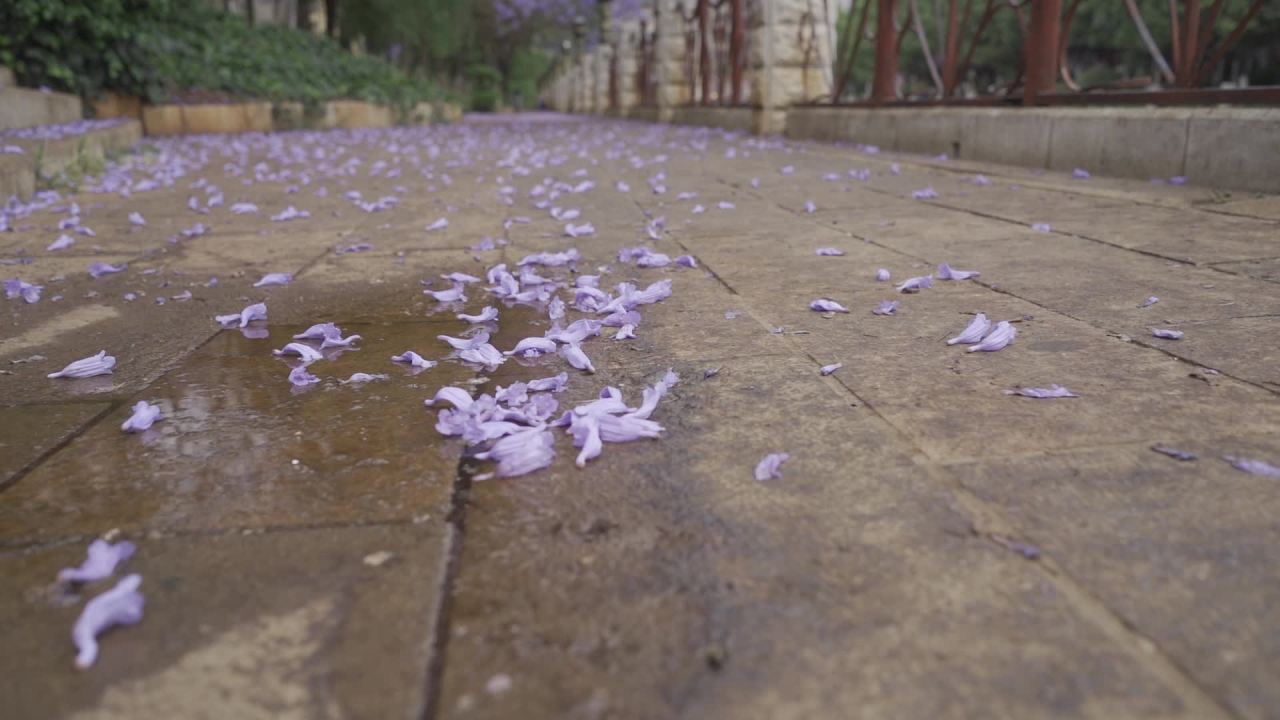 雨后花瓣静谧地铺满地面