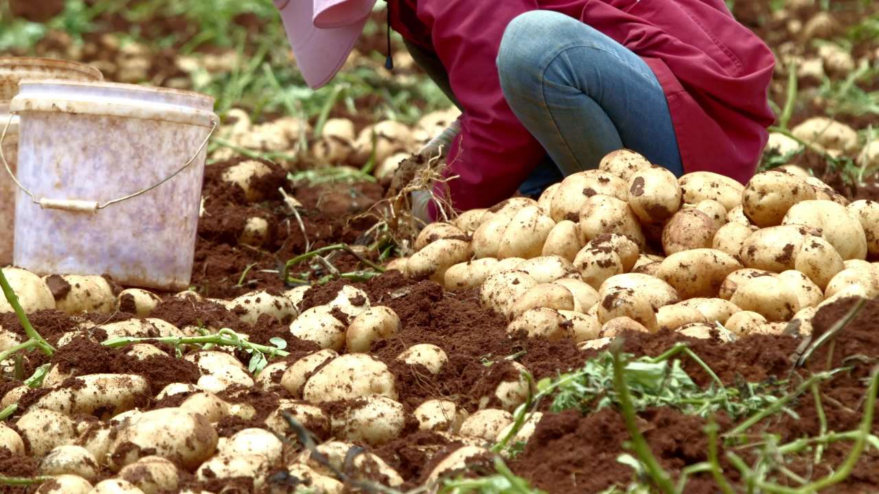 田野中的土豆收获