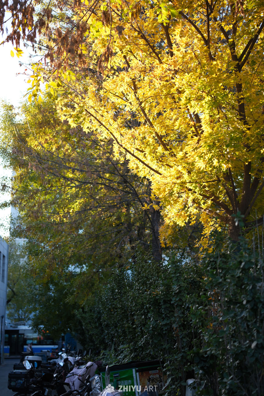 秋日街景：金黄树叶映阳光