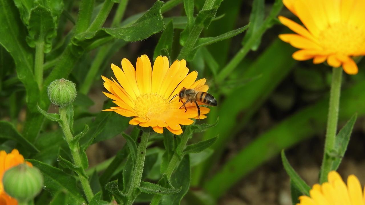 花园花昆虫蜜蜂