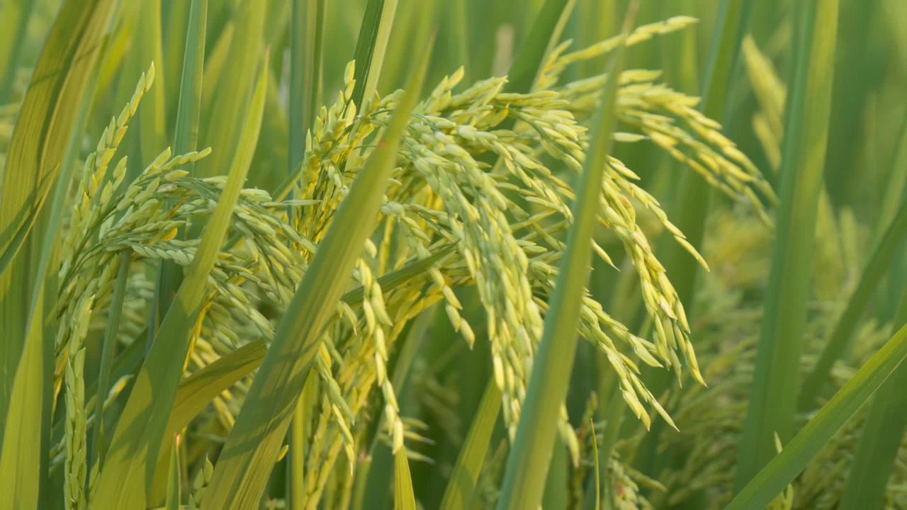 水稻田野粮食庄稼五常大米 24