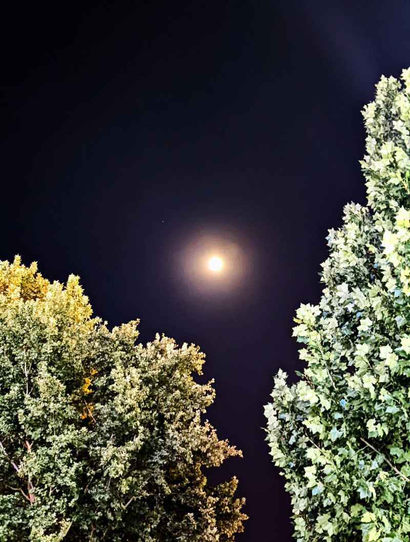夜幕树影