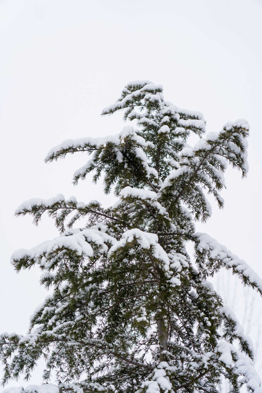 雪景