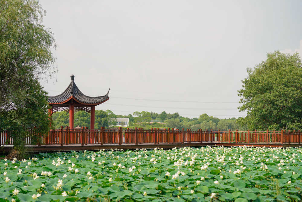 夏荷