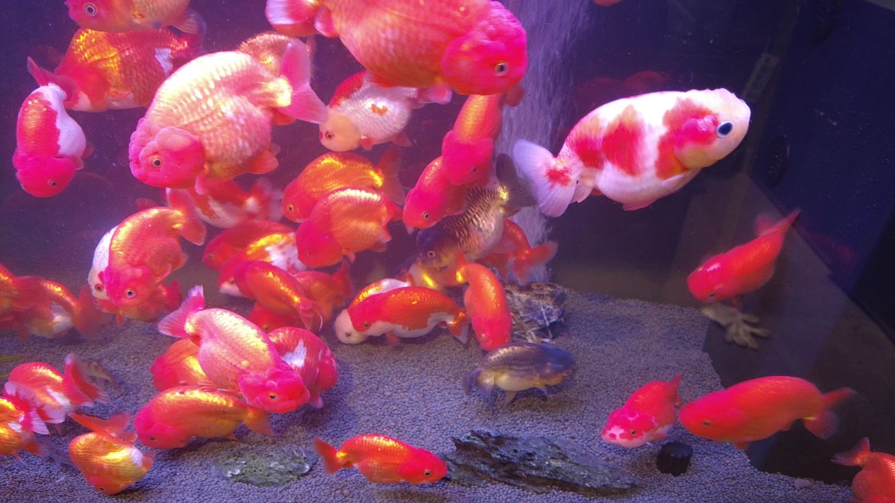观赏鱼鱼缸里的金鱼实拍 
