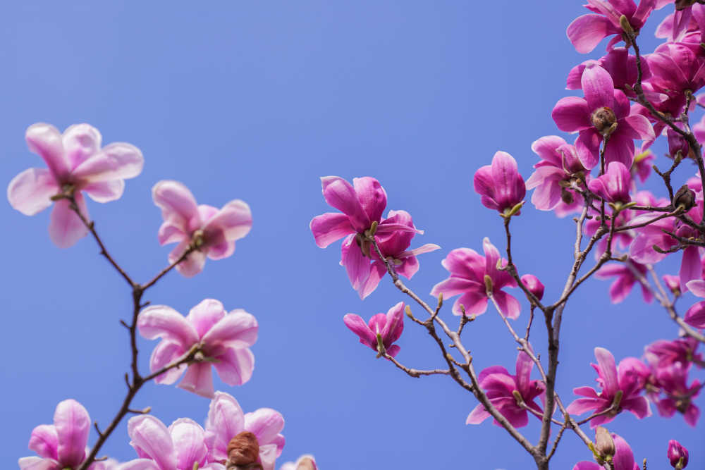 春天的那些花儿
