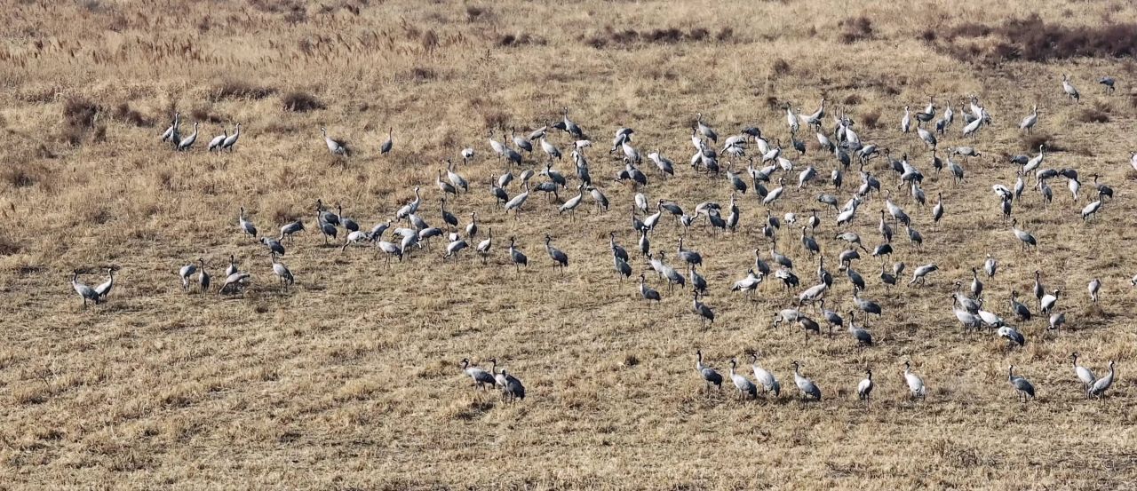 灰鹤迁徙中转站 冬日草地成群灰鹤