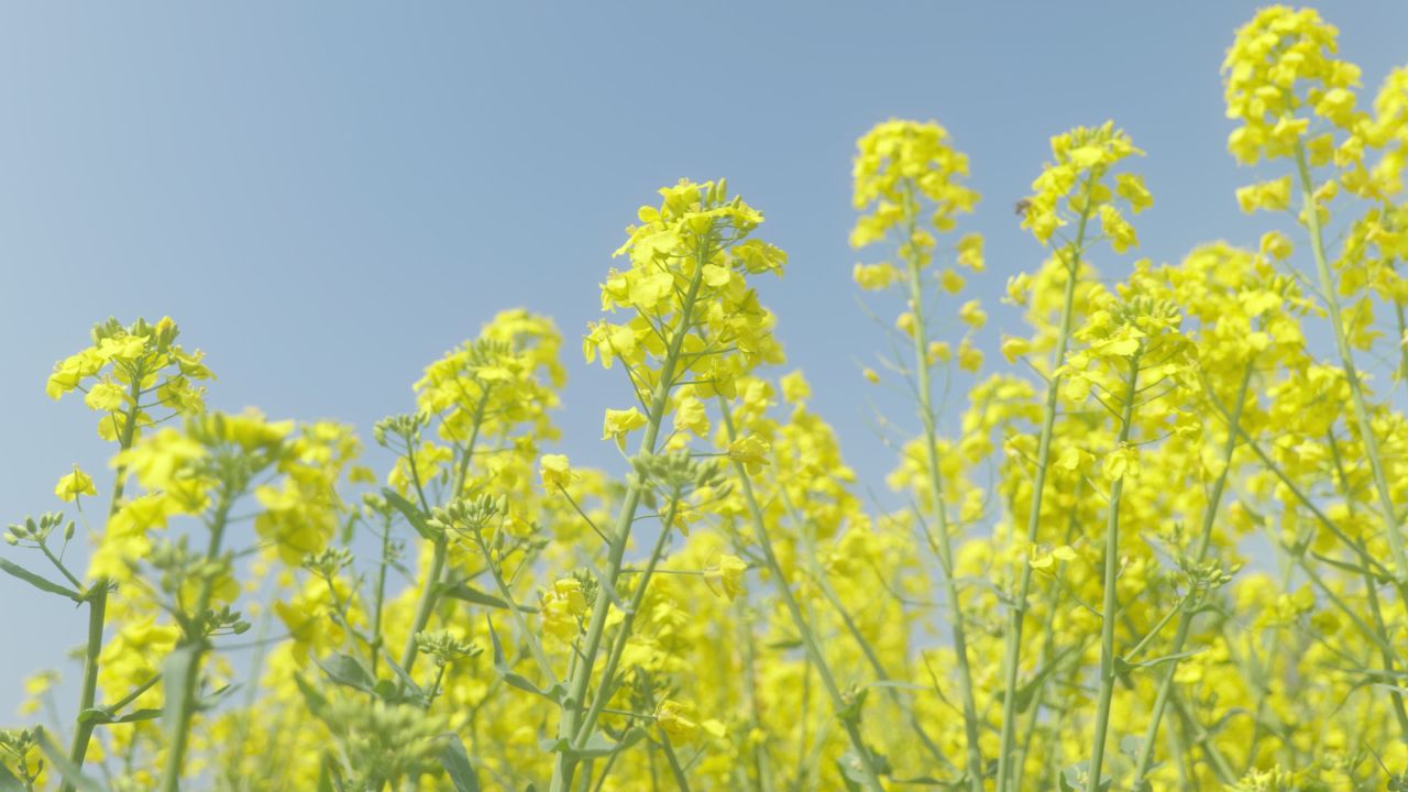 春天农村油菜花海蜜蜂采蜜 34