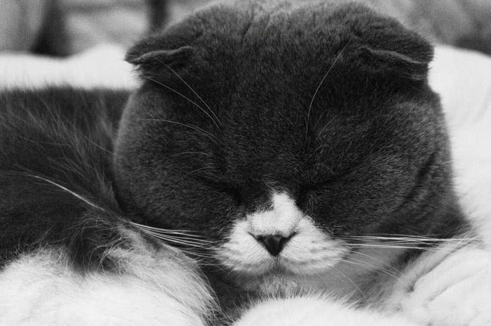 猫猫