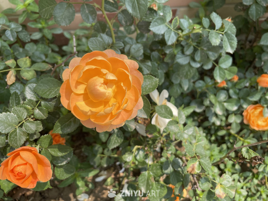 春季花卉 28