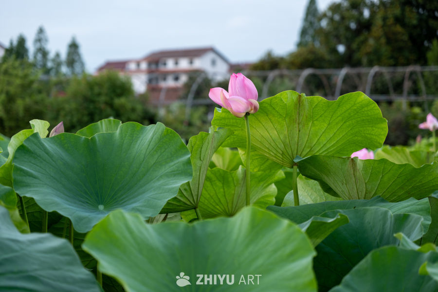 荷花 17