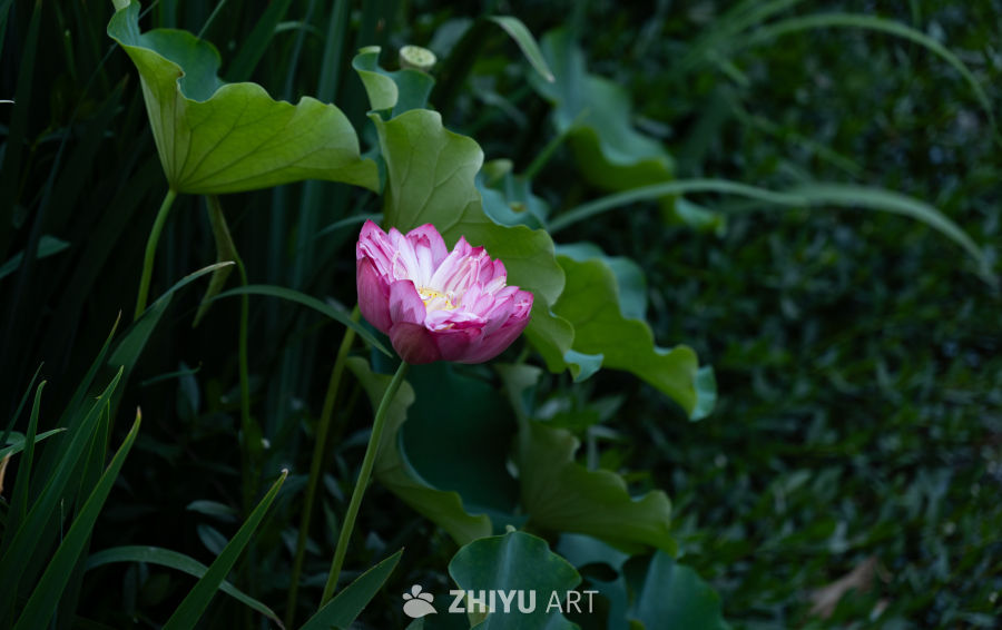 公园一角 7