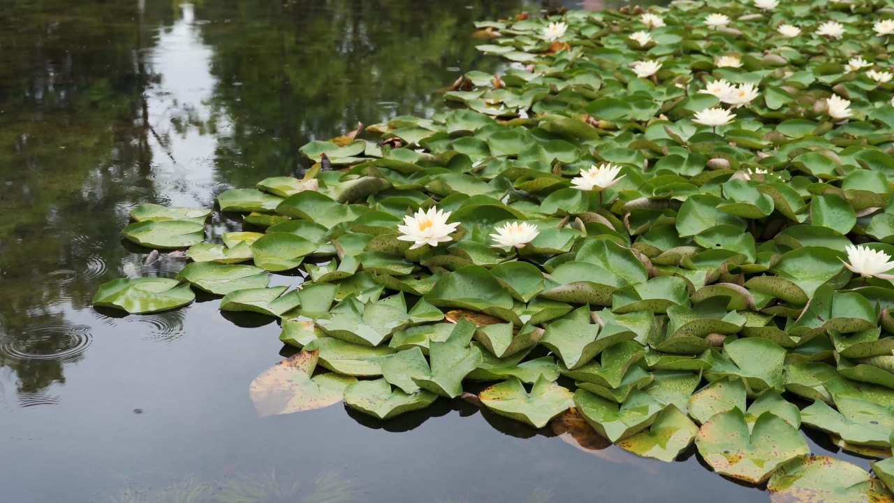 静谧的水莲花池