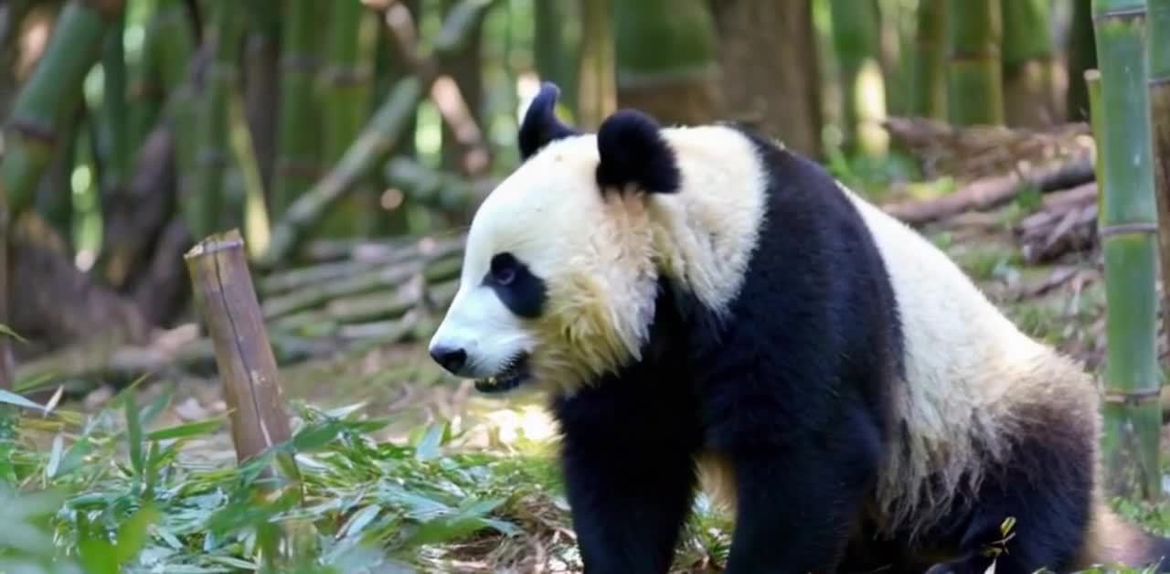一只黑白相间的大熊猫站立在竹林中，周围环绕着翠绿色
