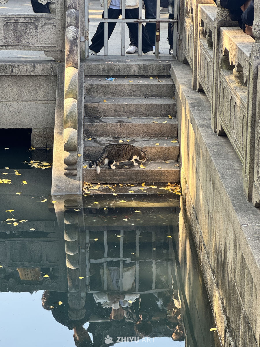 苏州 西园寺 猫咪 银杏叶 枫叶 鸽子 