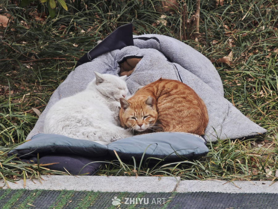 两只猫咪的温馨时光