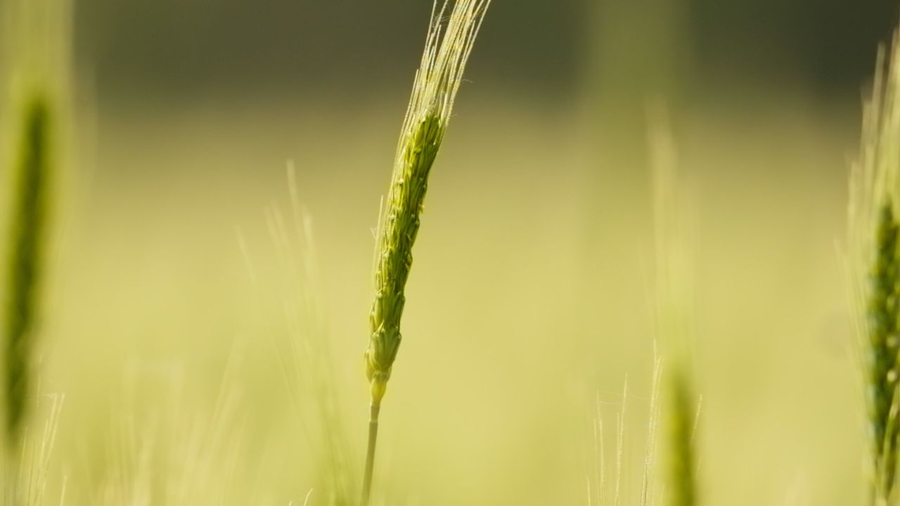 粮食水稻小麦庄稼农村作物丰收
