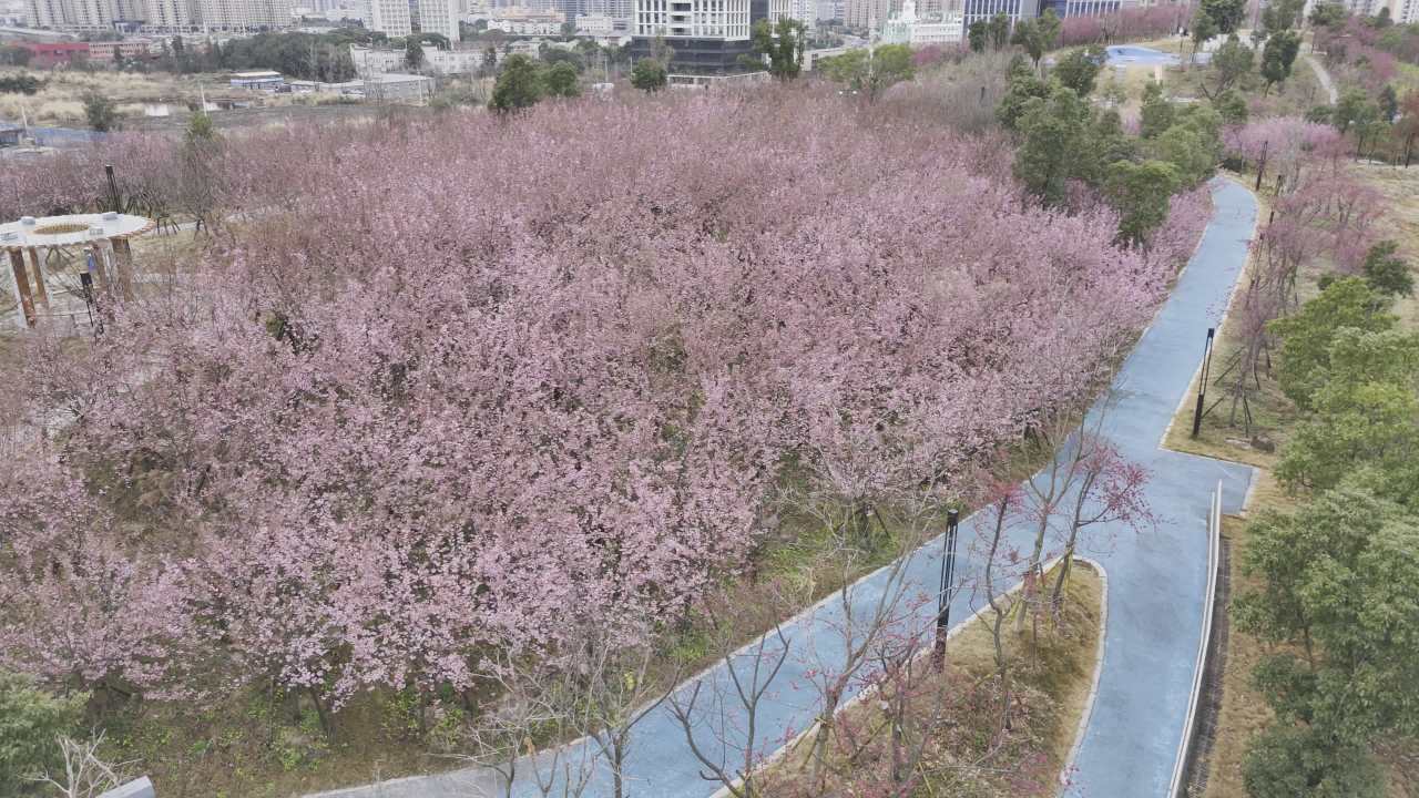 樱花盛开的公园