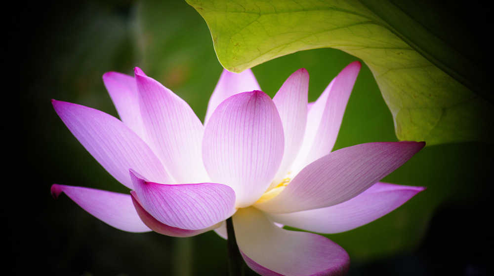 荷花：此花此叶常相映