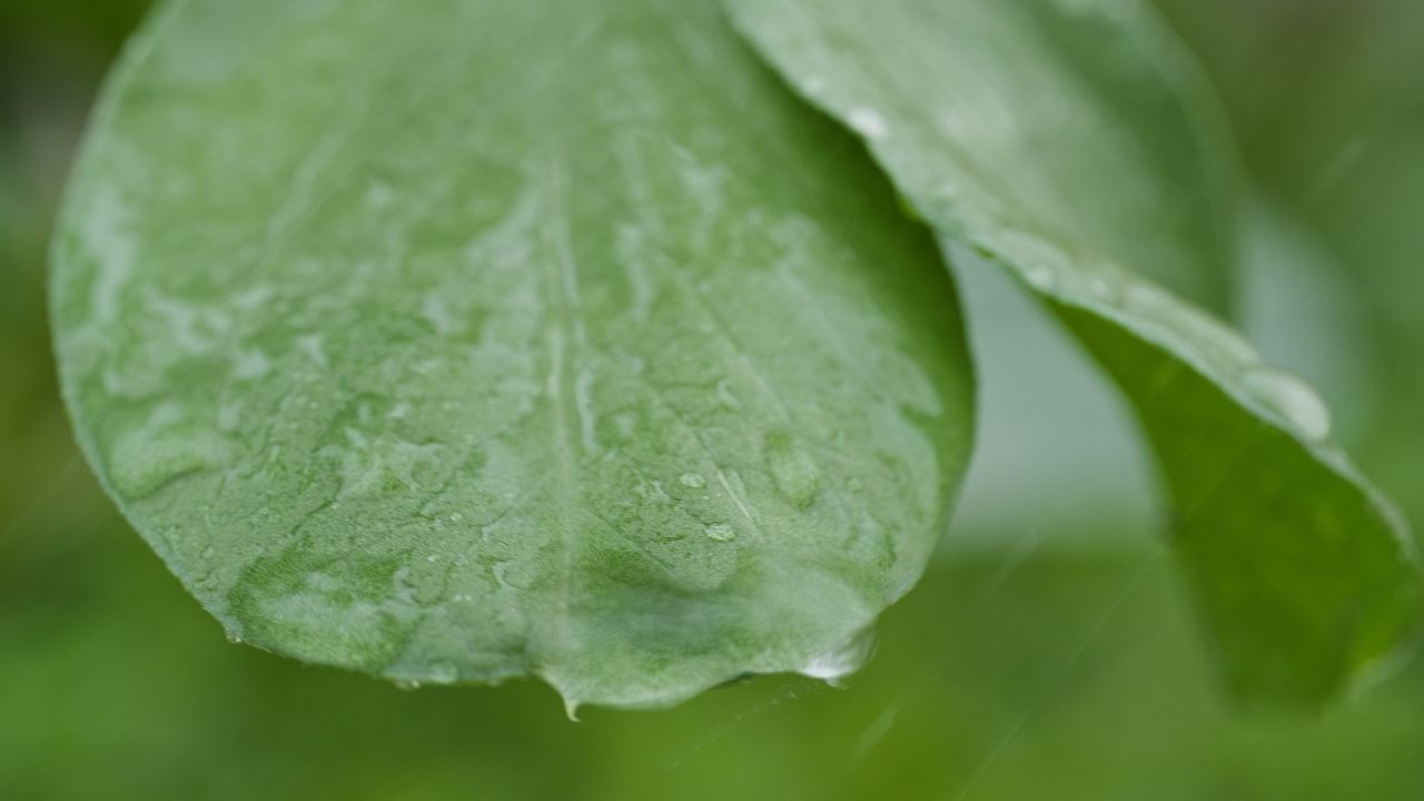 雨中叶子实拍镜头