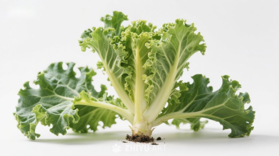 羽衣甘蓝新鲜植株特写